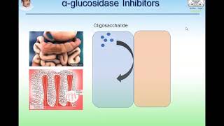 SGLT2 Inhibitors amp alpha glucosidase inhibitors [upl. by Yadsendew]