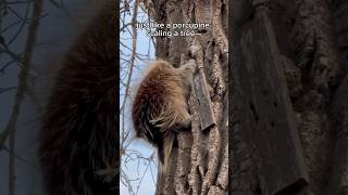 Porcupine Scaling a Tree 😳 porcupine inspirational [upl. by Utta80]