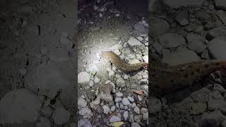 Mudpuppy mudpuppy salamander big nightfishing shorts shortsfeed shortsvideo fy fyp foryou [upl. by Aenitsirhc119]