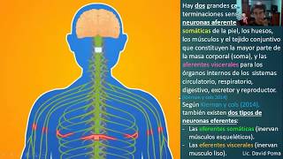 Sistema Nervioso parte 2 temas en la descripción del video [upl. by Dnalra367]