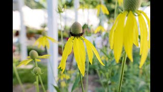 Ratibida pinnata  Grayhead Prairie Coneflower Drooping Coneflower Grayheaded Mexican Hat [upl. by Wearing535]