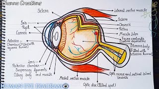 How to draw a human eye diagram in a very easy way Human eye diagram step by step [upl. by Naillig]