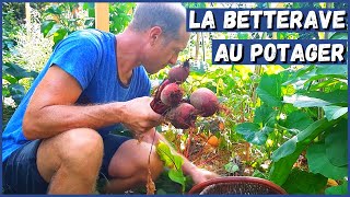 RÉUSSIR LA BETTERAVE AU POTAGER [upl. by Annaehr410]