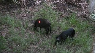 Bowhunting for Hogs in Florida 4 hogs in 1 night Big Boar Kill [upl. by Kwarteng]