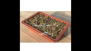 Conophytum mix repotting l 코노피튬 l 多肉植物 [upl. by Leola]