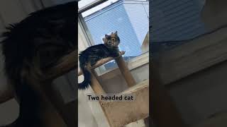 Two headed cat cat kittycat funny funnyvideo weird Kitty cat cutecat mainecoon pershing [upl. by Nalyt]