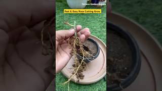 Fast amp Easy Rose Cutting Grow  rose cuttinggrow rootgrow grafting roseplant shortsviral [upl. by Darcey]