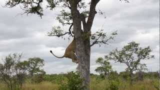 Epic video of lions vs hyenas [upl. by Orhtej]