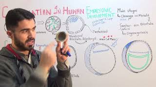 L4 Gastrulation In Human Embryonic Development fully explained by Dr A Hadi [upl. by Kulda]