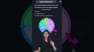 Cell Cycle Checkpoints  Cell Cycle and Cell Division Class 11 Biology Concept  NEET 2023 Exam [upl. by Albemarle]