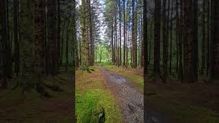 The path to Rowchoish bothy Scotland westhighlandway hiking scotland [upl. by Innoc]