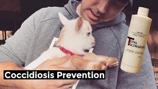 Coccidia Prevention in Baby Goats  Total Toltrazuril [upl. by Maynard]