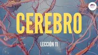 11 EL CEREBRO FISIOLOGÍA DEL SISTEMA NERVIOSO [upl. by Haggi]