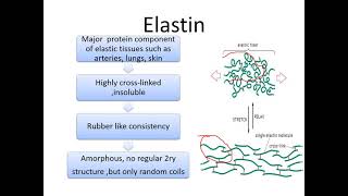 MED LEVEL 1 MUSI111 BIO Lecture 2 Elastin structure [upl. by Shaylynn658]