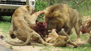 Kruger National Park Best Place In The World To See Lions [upl. by Olson562]