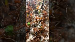 Inside A Leaf Cutter Ant Colony [upl. by Sucramd]