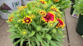 Gaillardia Spintop Orange Halo Blanket Flower  Cheery BRIGHT Flowers  AMAZING Breeding [upl. by Adnohsel552]