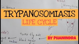 TRYPANOSOMIASIS  STRUCTURE  LIFE CYCLE  SYMPTOMS  TREATMENT  BY PHANINDRA GUPTA [upl. by Oona]