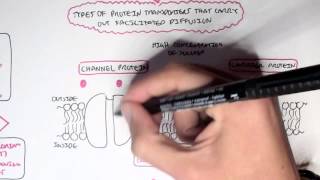 Passive Diffusion  Simple and Facilitated [upl. by Addison]