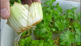 The Absolute Easiest Way To Regrow Celery From Store Bought Stalks [upl. by Adnertal]