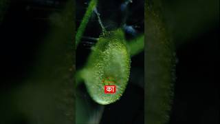 Bladderwort Plant🤯 shorts trending facts viral plants [upl. by Tini]