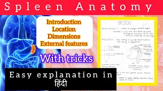 spleen Anatomy 12  Abdomen Anatomy BDC easy explanation with handwritten notes 📚 [upl. by Noyad]