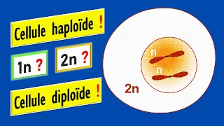 Cellule haploïde et cellule diploïde Signification de 1n et 2n chromosomes [upl. by Caughey]