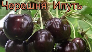 Черешня средний Ипуть cerasus avium iput 🌿 черешня Ипуть обзор как сажать саженцы черешни Ипуть [upl. by Naesal]