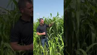 All Your SorghumSudangrass Questions Answered  Renovo Seed [upl. by Aneba]