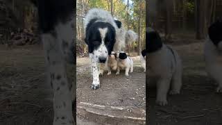 The Avalanche puppies are 4 weeks old livestockguardiandog karakachan greatpyrenees [upl. by Eldredge]