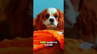 Cavalier King Charles Spaniel for First Time Owners [upl. by Ynnavoeg]