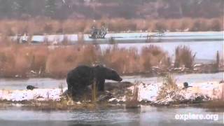 Lowerriver brown bear amp salmon camvery nice cam if you love watching bears101812 [upl. by Chavez]