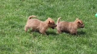 Cairn Terrier Puppies For Sale [upl. by Eseerehs212]