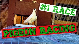 Racing pigeons First Young Bird Pigeon Race quot2023quot [upl. by Naneek]