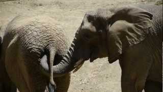 Elephant Eats Poop HD [upl. by Ajnos]