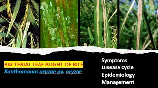 Bacterial Blight of Rice Cause Symptoms Cycle and Management Approaches [upl. by Terle106]