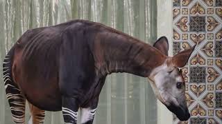 Okapi [upl. by Tonya]