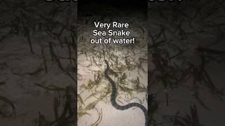 Very Rare video of a Sea Snake out of water snake snakevideo wildlife nature shorts [upl. by Nerra986]