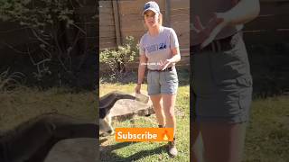 Giant Anteater 🔥 shorts facts factshorts factsinhindi dadajifacts anteater ants [upl. by Murrah107]