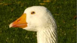 Head of a Domestic Goose Anser anser domesticus or Anser cygnoides  Kopf einer Hausgans [upl. by Byron522]