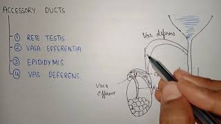 Accessory ducts in male reproductive system  Rete testis  Vasa effrentia  Epididymis  vasdefrens [upl. by Brieta]