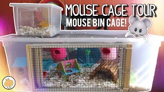 AWESOME amp FUN Mouse Cage Tour  Pet Mice [upl. by Eissirhc]