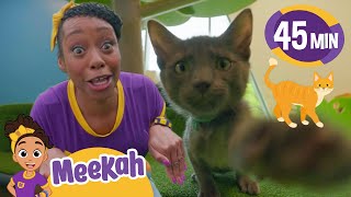 Meekah Meets a Kitty Cat 😺 Learn Animals for Kids  Educational Videos for Girls [upl. by Acherman678]