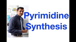 Pyrimidine Synthesis [upl. by Nelie928]