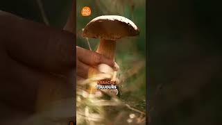 Attention aux champignons  🍄 Partie 1 champignons forêt [upl. by Ydnic]