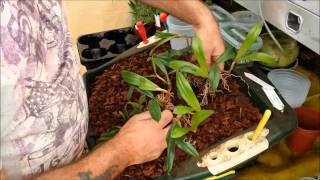 Re potting and dividing a Bulbophyllum orchid [upl. by Aitra]