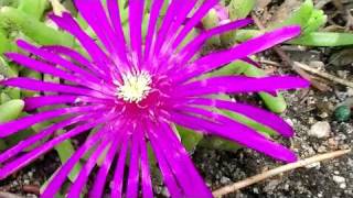 Ice Plant Delosperma Psychedelic Plants [upl. by Aicenev938]