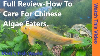 Review of Chinese Algae Eaters  How to Care For Them  What To Feed Them [upl. by Ilatan178]