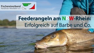 Feederangeln am NRWRhein Erfolgreich auf Barbe und Co [upl. by Vina]