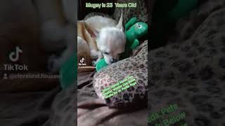 Mugsy 23 yr old Senior Chihuahua Gets Amazon Wishlist Gift Gumby Toy shortvideo shorts shorts [upl. by Stead701]